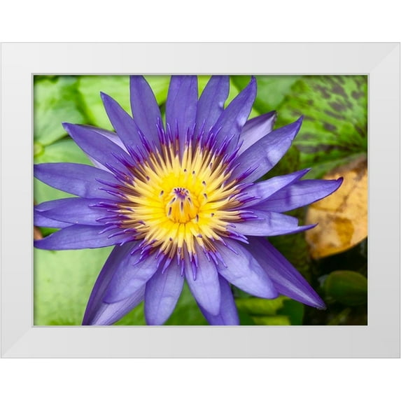 Susan Vizvary Photography 32x25 White Modern Wood Framed Museum Art Print Titled - Purple Single Flower