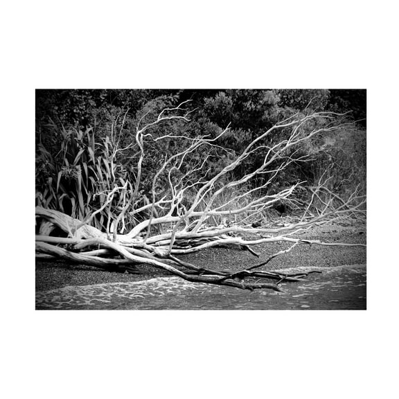 Susan Vizvary Photography 'Branch on The Beach in Black and White' Canvas Art