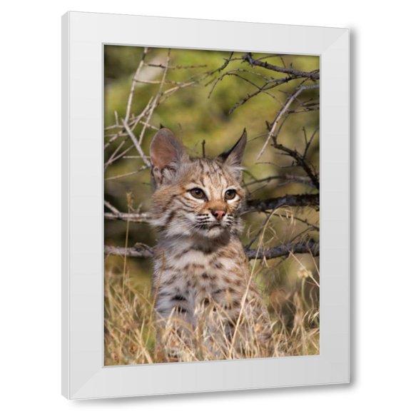 Susann Parker 11x14 White Modern Wood Framed Wall Art Titled - Lil Bob