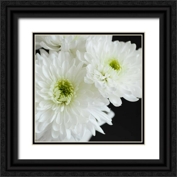 Susannah Tucker Photography 15x15 Black Ornate Wood Framed with Double Matting Museum Art Print Titled - Dramatic Chrysanthemum 1