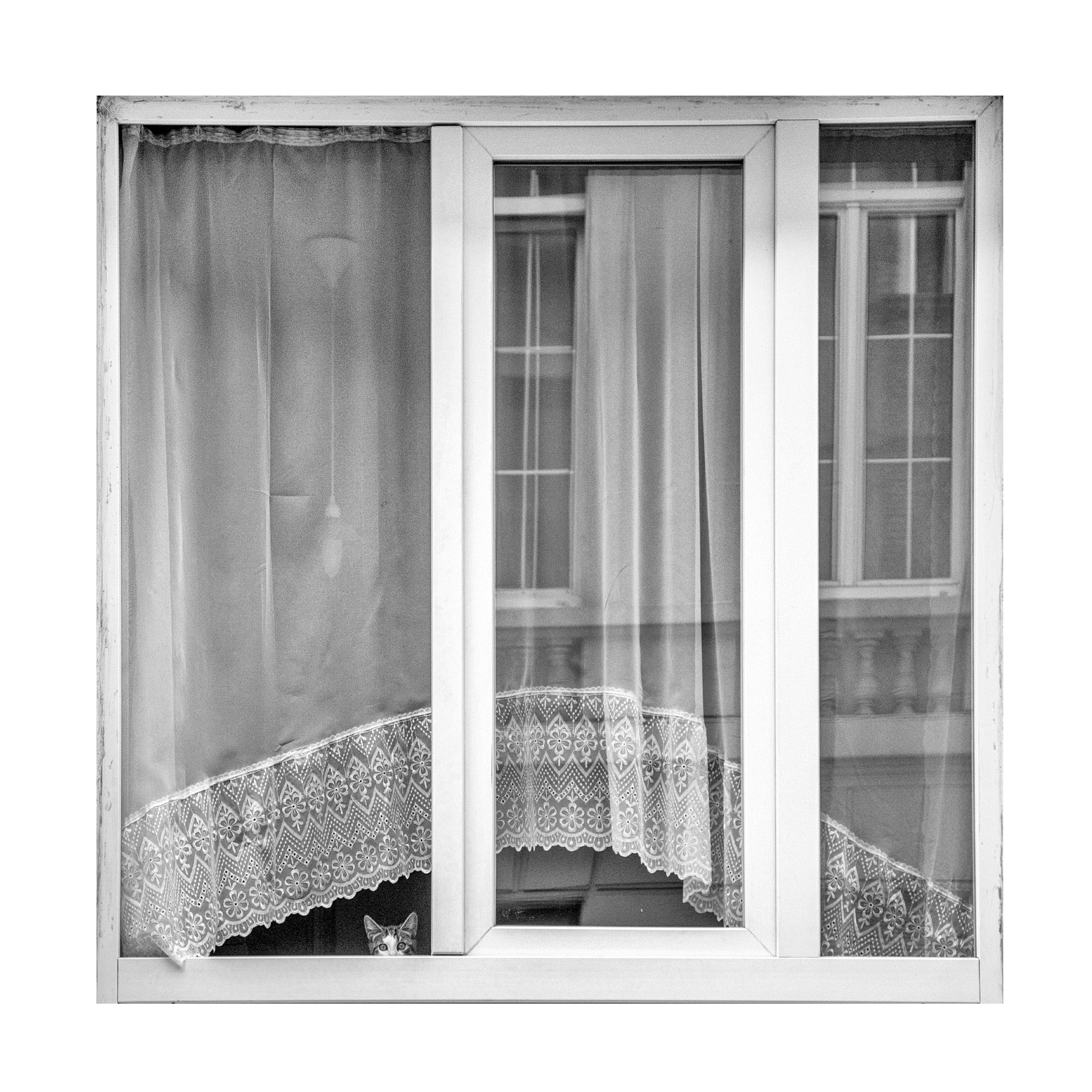 Susanne Stoop 'Kitten Window' Canvas Art