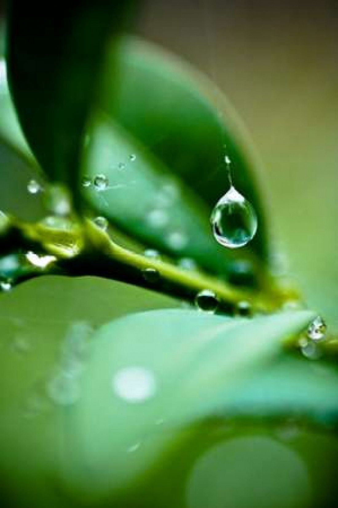 Suspended Dew I Canvas Art - Erin Berzel (12 x 18)