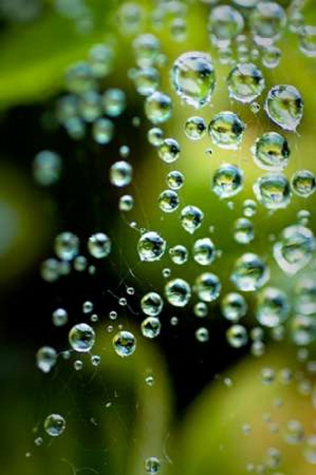 Suspended Dew II Canvas Art - Erin Berzel (12 x 18)
