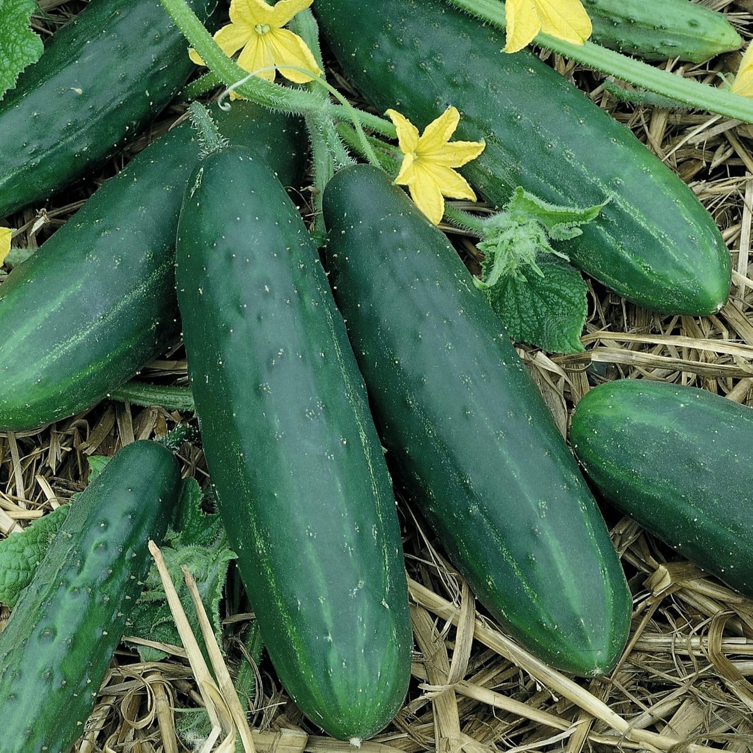 Organic Spacemaster Cucumber Seeds - 3 g Packet ~102 Seeds - Non-GMO, Certified Organic, Heirloom - Vegetable Garden - Cucumis sativus