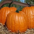 thumbnail image 1 of Ol Zebs Pumpkin Seeds - 1 OZ ~225 Seeds - Non-GMO, Open Pollinated, Heirloom, Vegetable Gardening Seed, 1 of 8