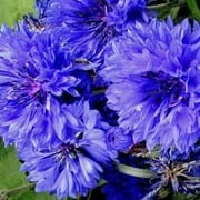 Bachelor Button Flower Seed 1 Gram 250 Seeds   Centaurea cyanus | Heirloom Deep Blue Blooms | Drought Tolerant Annual | Cut Flower & Dried Use | Full Sun | Non-GMO