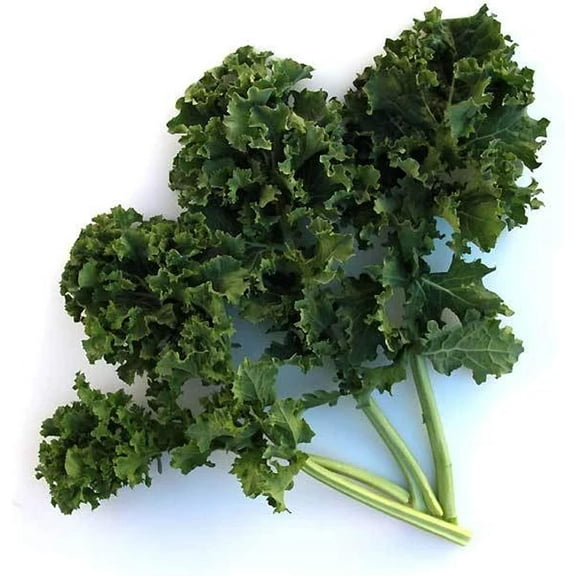Organic Dwarf Siberian Kale Seeds - 1 g ~250 Seeds - Organic, Non-GMO, Heirloom, Open Pollinated - Farm & Garden Vegetable Gardening & Micro Greens Seeds
