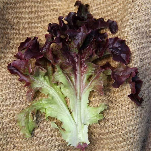 Sustainable Seed Company 300 Organic Red Oakleaf Lettuce Plant Seeds, Non-GMO