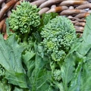Spring Raab Rapini Broccoli - 1 g 300 Seeds - Heirloom, Open Pollinated, Non-GMO, Farm & Vegetable Gardening & Micro Greens Seeds - AKA Asparago