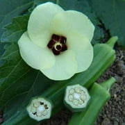 Sustainable Seed Company 35 Jade Okra Seeds, Heirloom Non-GMO Open-Pollinated Farm Gardening