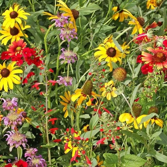 Texas and Oklahoma Mix - 7 g - Covers ~50 Sq. Ft - Non-GMO, Open Pollinated - Mix of Annual & Perennial Flower & Wildflower Gardening Seeds