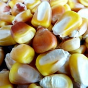 Sustainable Seed Company Truckers Favorite Yellow Plant Seeds, Open Pollinated