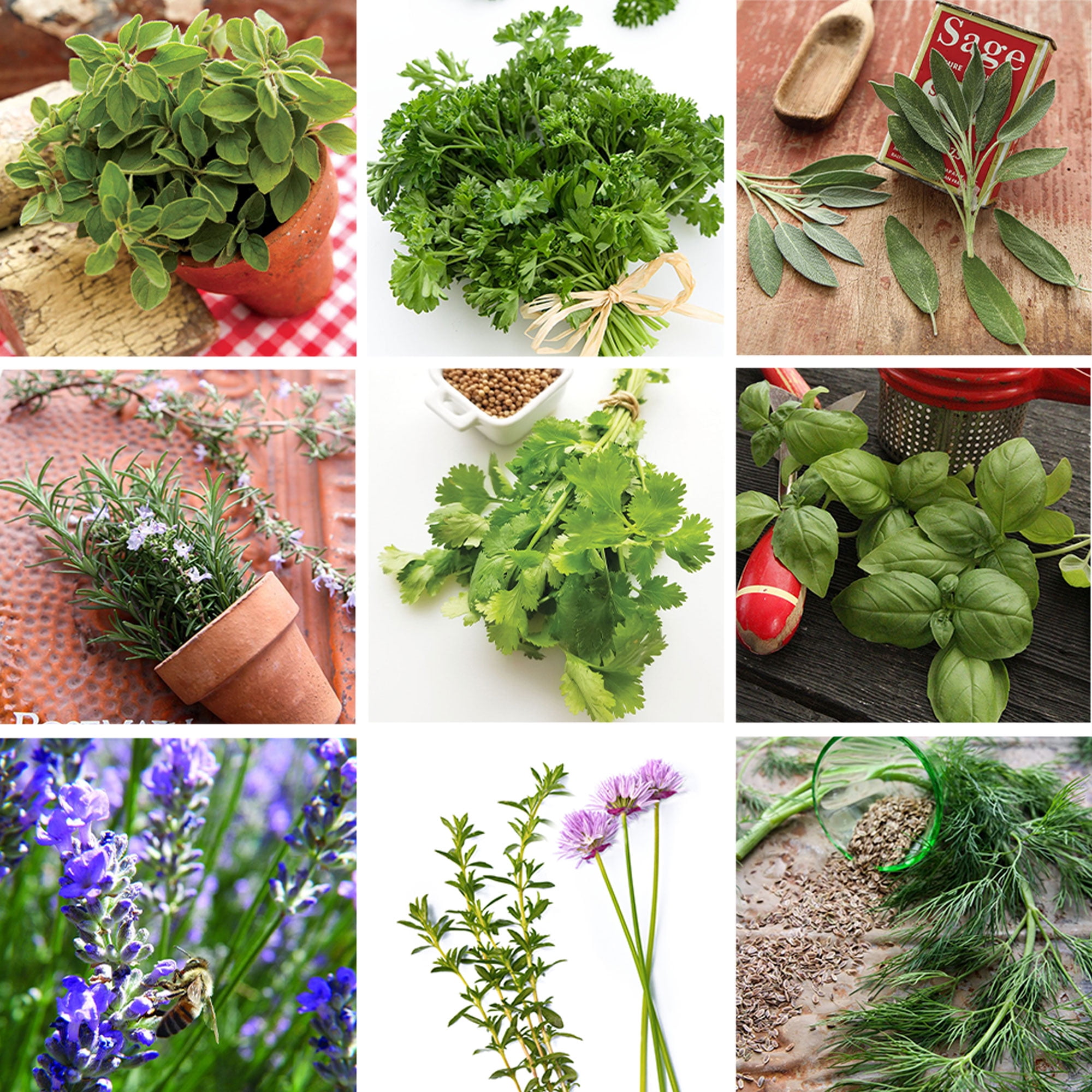 Sustainable Seed Culinary Herb Seeds Collection w/ Coco Coir Pellets and Growing Guide – 10 Non-GMO Heirloom Varieties: Basil, Thyme, Rosemary, Oregano, Lavender, Sage, Cilantro, Chives, and Dill
