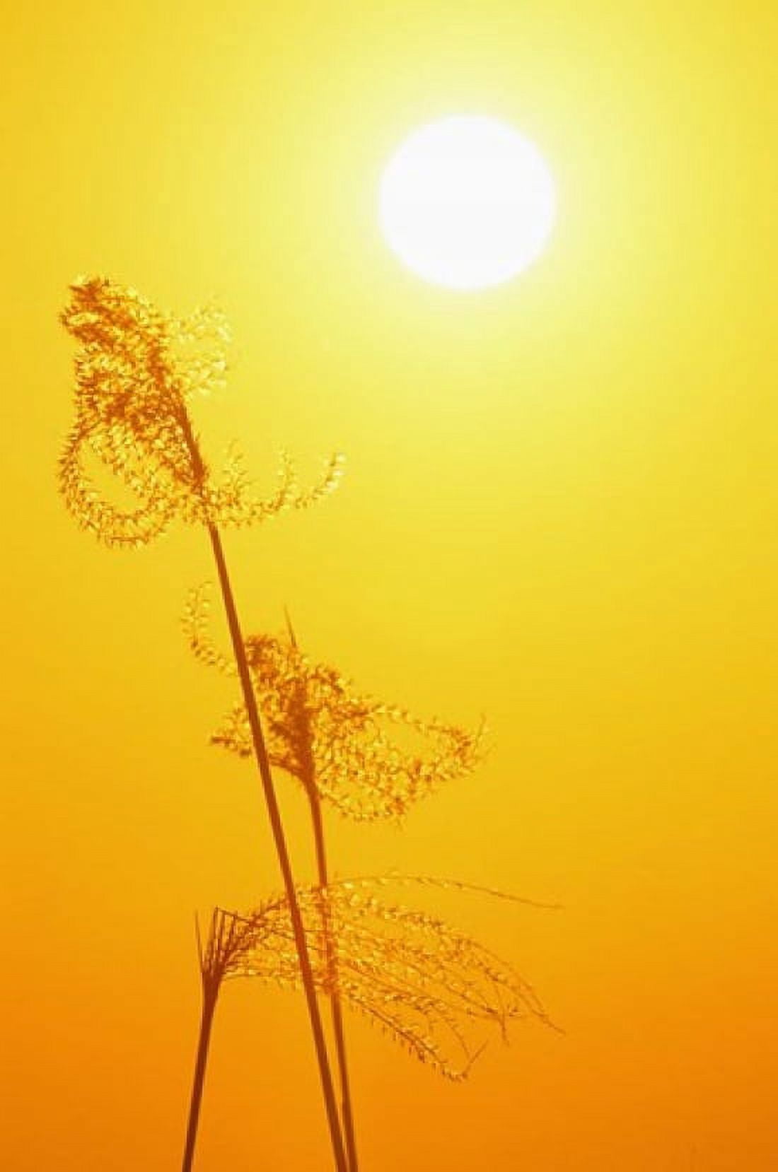Susuki Grass at Sunset Kagoshima Japan Canvas Art - Rob Tilley DanitaDelimont (15 x 22)