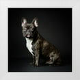 thumbnail image 1 of Suykerbuyk, Jurgen 26x26 White Modern Wood Framed Museum Art Print Titled - Max, 1 of 4