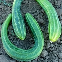Suyo Long Cucumber Seeds - 1 OZ ~700 Seeds - Heirloom, Open Pollinated, Non-GMO, Farm & Vegetable Gardening Seeds - Burpless