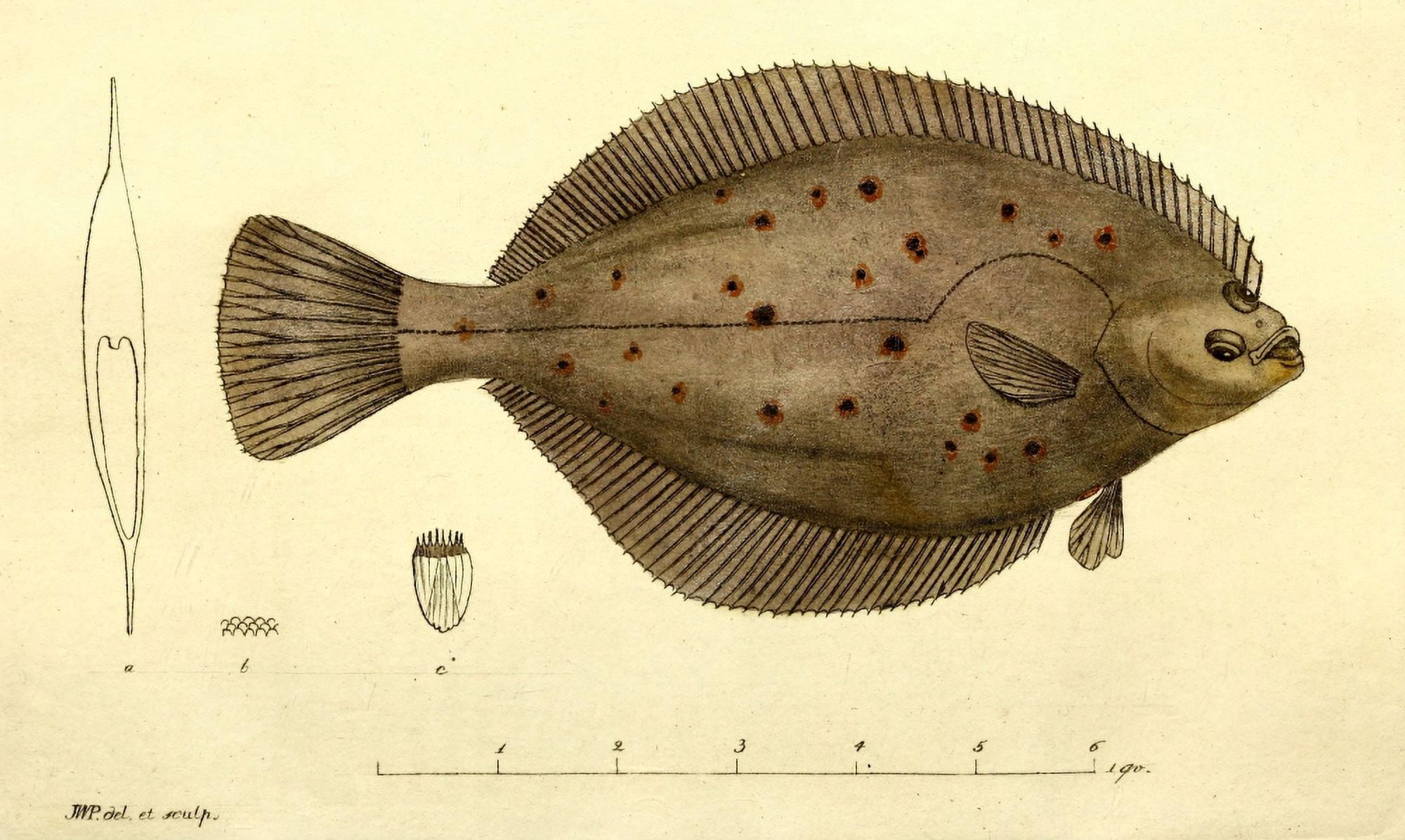 Svensk Zoologi 1806 Flounder Canvas Art - JW Palmstruch (18 x 24)