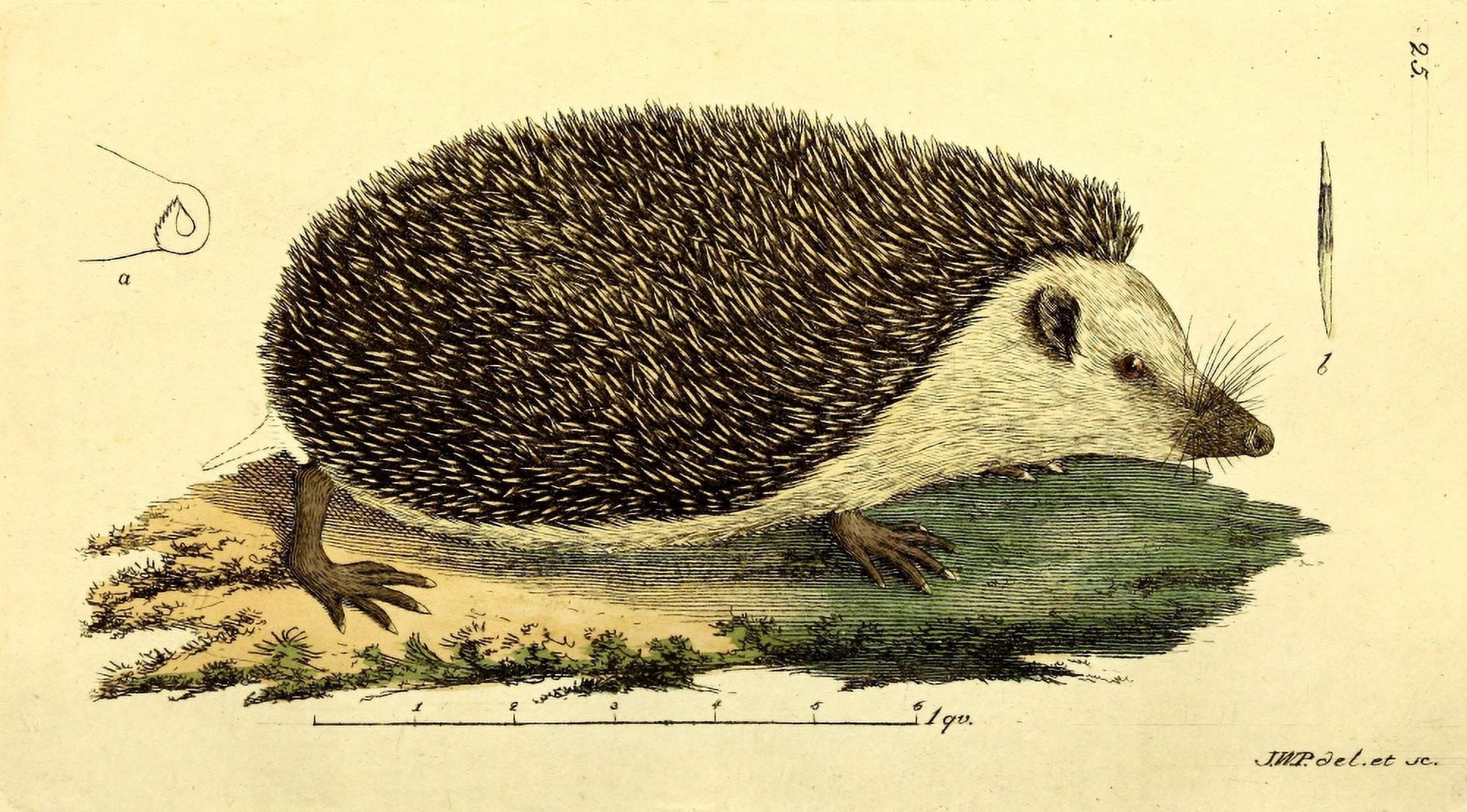 Svensk Zoologi 1806 Hedgehog Canvas Art - JW Palmstruch (18 x 24)