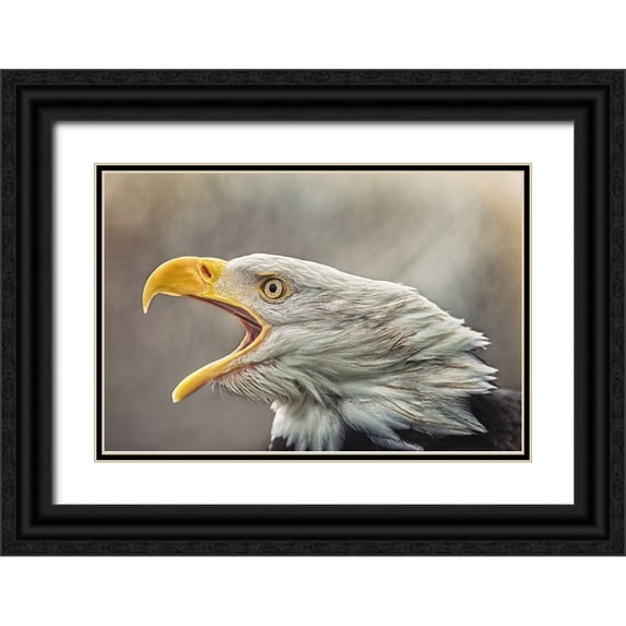 Svestka, Jiri 14x11 Black Ornate Wood Framed with Double Matting Museum Art Print Titled - The Bald Eagle (Haliaeetus Leucocephalus)