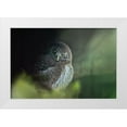 thumbnail image 1 of Svestka, Jiri 24x17 White Modern Wood Framed Museum Art Print Titled - Eurasian Pygmy Owl (Glaucidium Passerinum), 1 of 4
