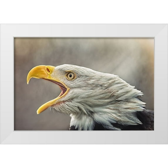 Svestka, Jiri 24x17 White Modern Wood Framed Museum Art Print Titled - The Bald Eagle (Haliaeetus Leucocephalus)