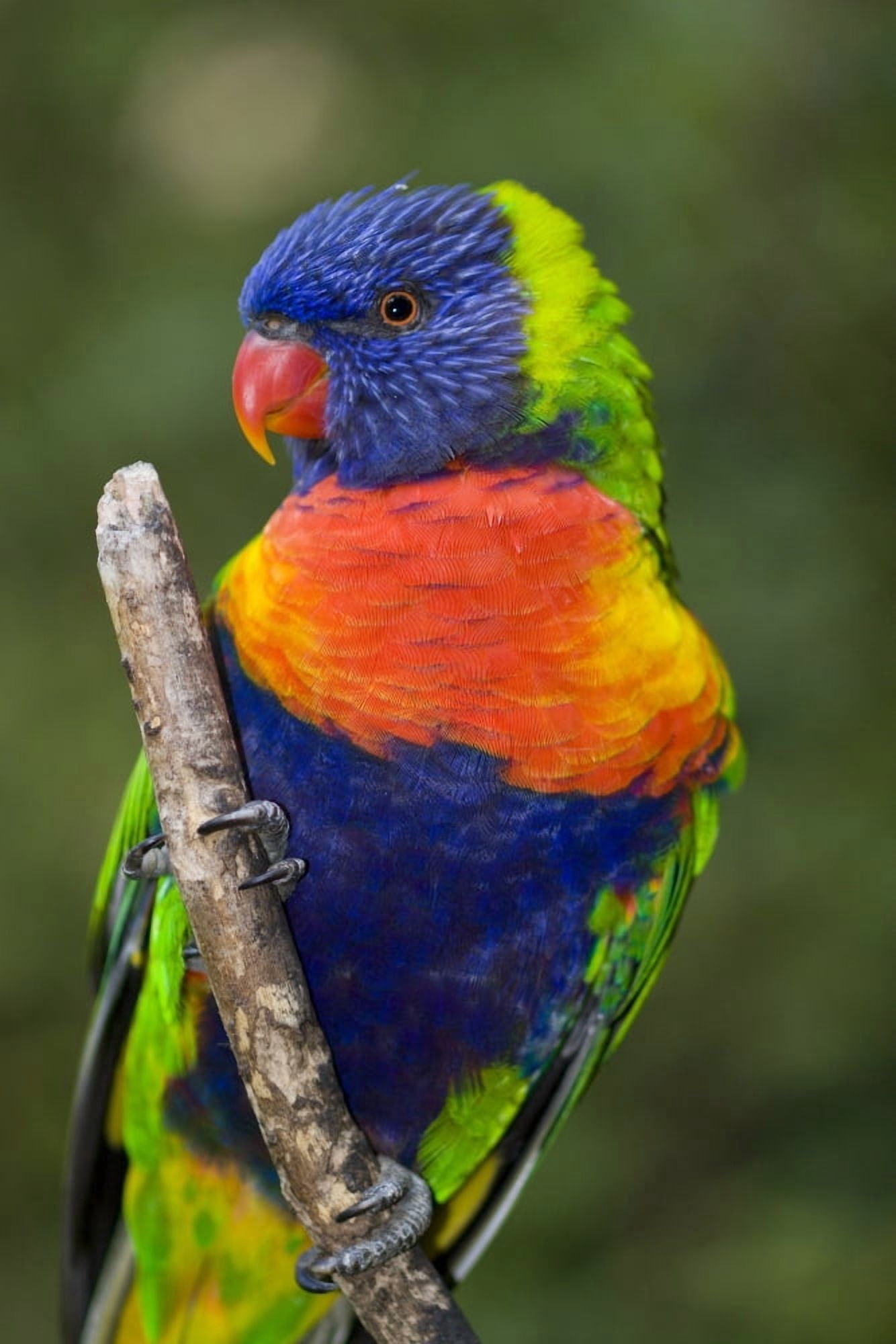Swainsons Lorikeet Canvas Art - Craig Tuttle  Design Pics (12 x 19)