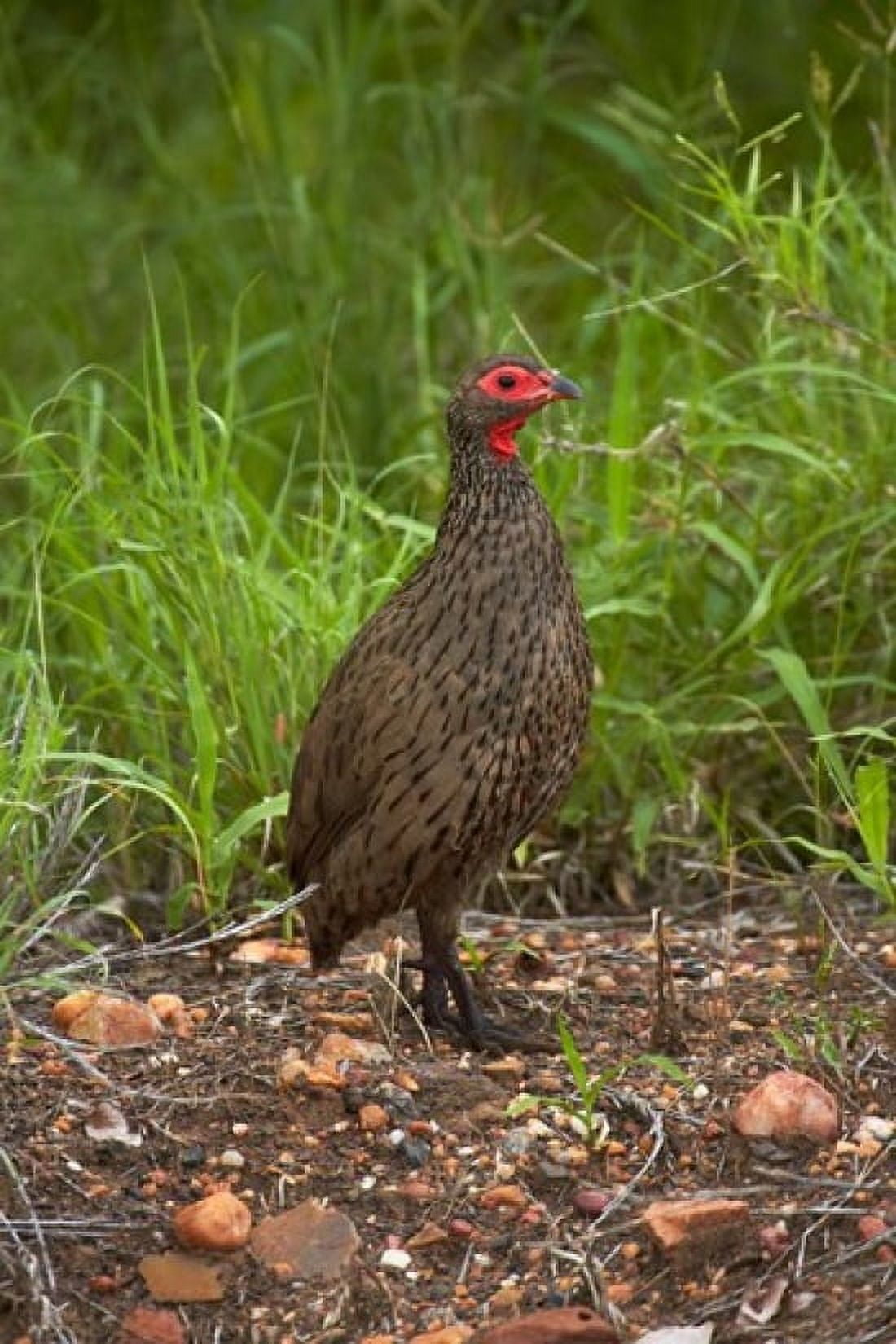 Swainsons Spurfowl Swainsons Francolin Kruger NP South Africa Canvas Art - David Wall DanitaDelimont (24 x 35)