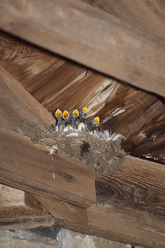 Swallow Chicks Island Of Iona Scotland Canvas Art - John Short Design Pics (24 x 36)