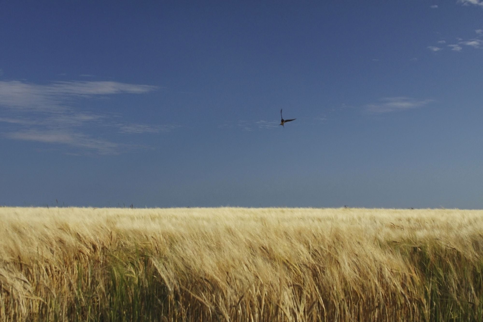 A Swallow Flying Low Over A Barley Field In East Cork In Munster Region Ballycotton County Cork Ireland Canvas Art - Trish Punch Design Pics (38 x 24)