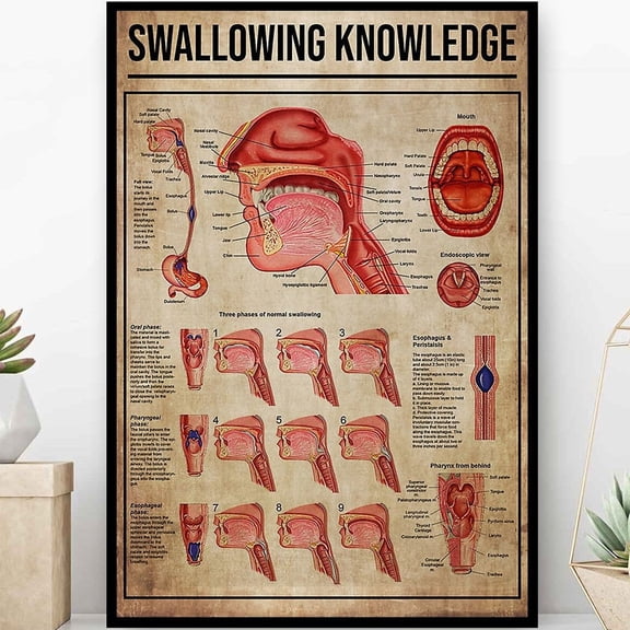 Swallowing Knowledge Anatomy of Normal Therapy Chart Speech Pathologist Poster