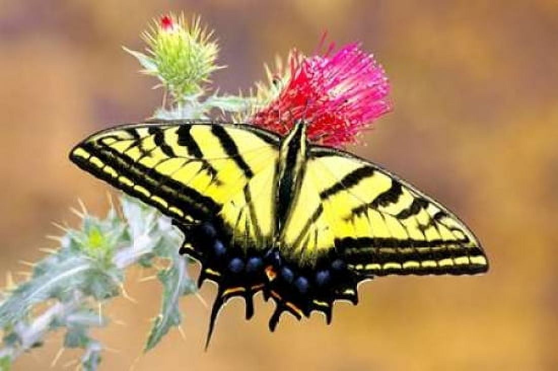 Swallowtail Canvas Art - Douglas Taylor (24 x 36)