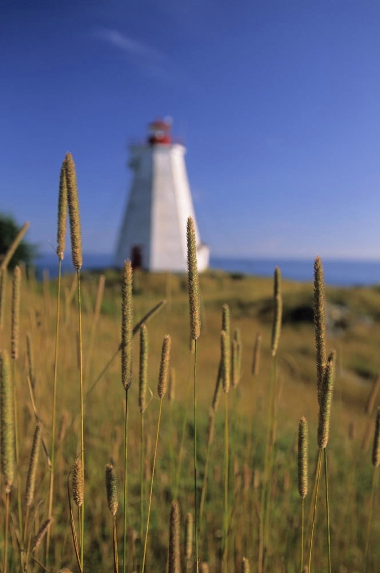 Swallowtail Lighthouse And Cat Tails Grand Manan Island New Brunswick Canvas Art - Ron Watts Design Pics (22 x 34)