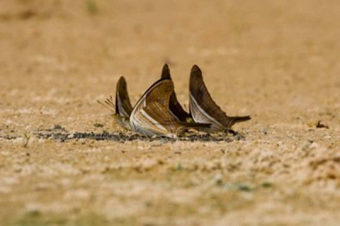 Swallowtail butterflies in a field Three Brothers River Meeting of the Waters State Park Pantanal Wetlands Brazil Canvas Art - Panoramic Images (36 x 24)