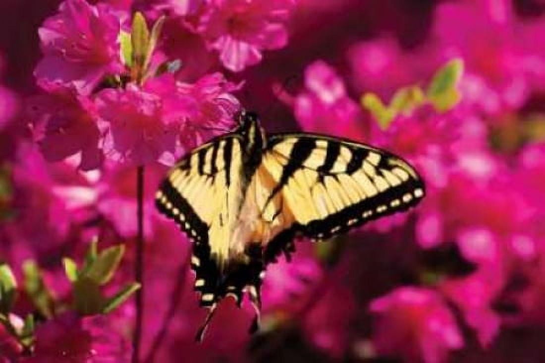 Swallowtail on Azalea Canvas Art - Alan Hausenflock (24 x 36)