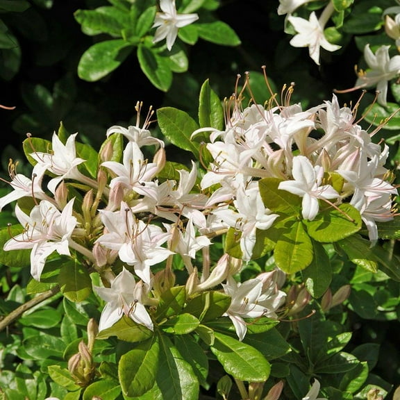 Swamp Azalea-Fragrant Flowers-Attracts Pollinators 3 Gallon