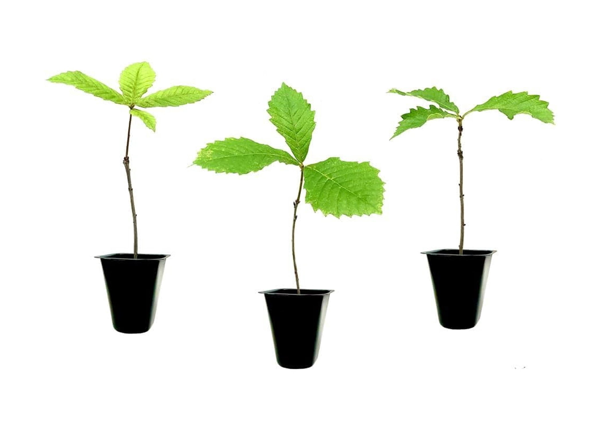 Swamp Chestnut Oak Tree | 3 Live Seedlings | Quercus Michauxii ...