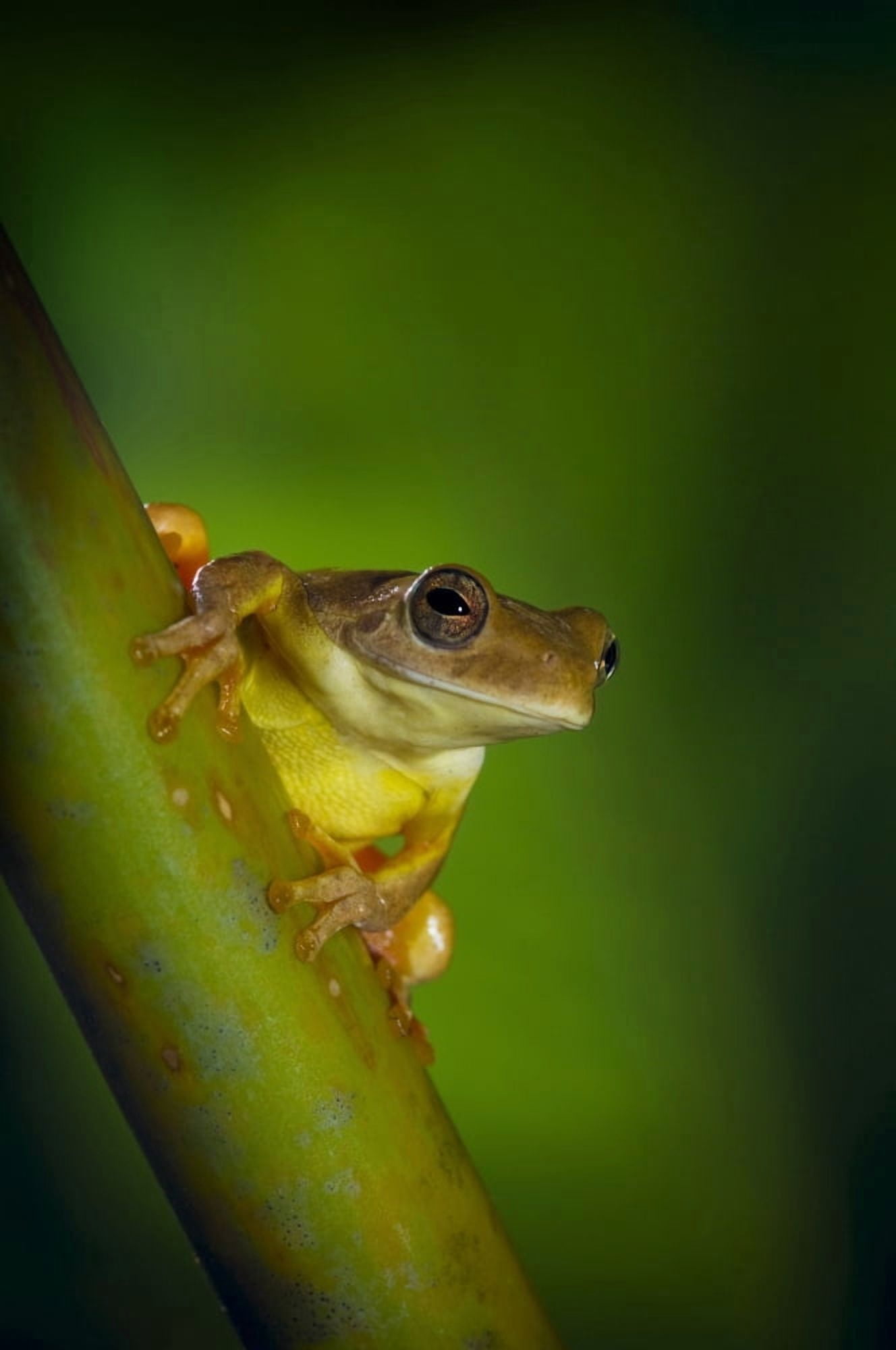 Swamp Frog On Reed Canvas Art - Corey Hochachka  Design Pics (11 x 17)