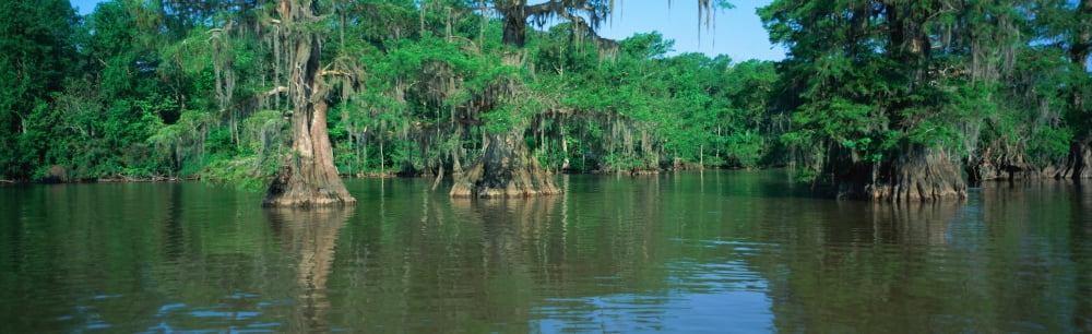 Swamp Louisiana Canvas Art - Panoramic Images (36 x 12)