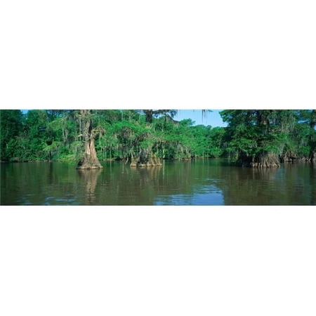 Swamp Louisiana Poster Print - 36 x 12