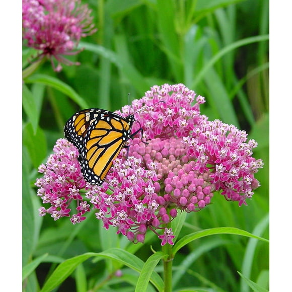 Swamp Milkweed -Asclepias incarnata- Native Perennial- Live Starter Plant