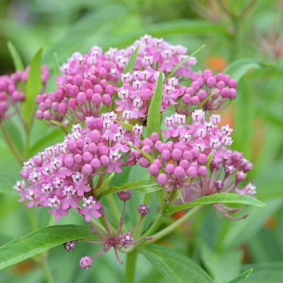 Swamp Milkweed Seeds - Also Known as Rose Milk Weed - Carmine-Rose - Pink Flowers for Monarchs - Asclepias incarnata 100 Seeds