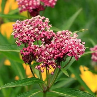 Swamp Milkweed - 1 Gallon Perennial