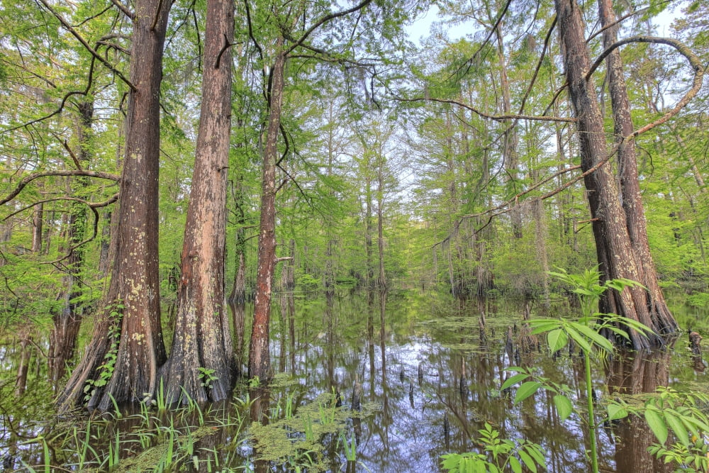 Swamp Southern Louisiana Canvas Art - Robert Postma Design Pics (17 x 11)