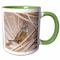 thumbnail image 1 of 3drose, Swamp Sparrow, Melospiza Georgiana, in Cattails, Texas, Usa, 11oz Two-tone Green Mug, 1 of 6