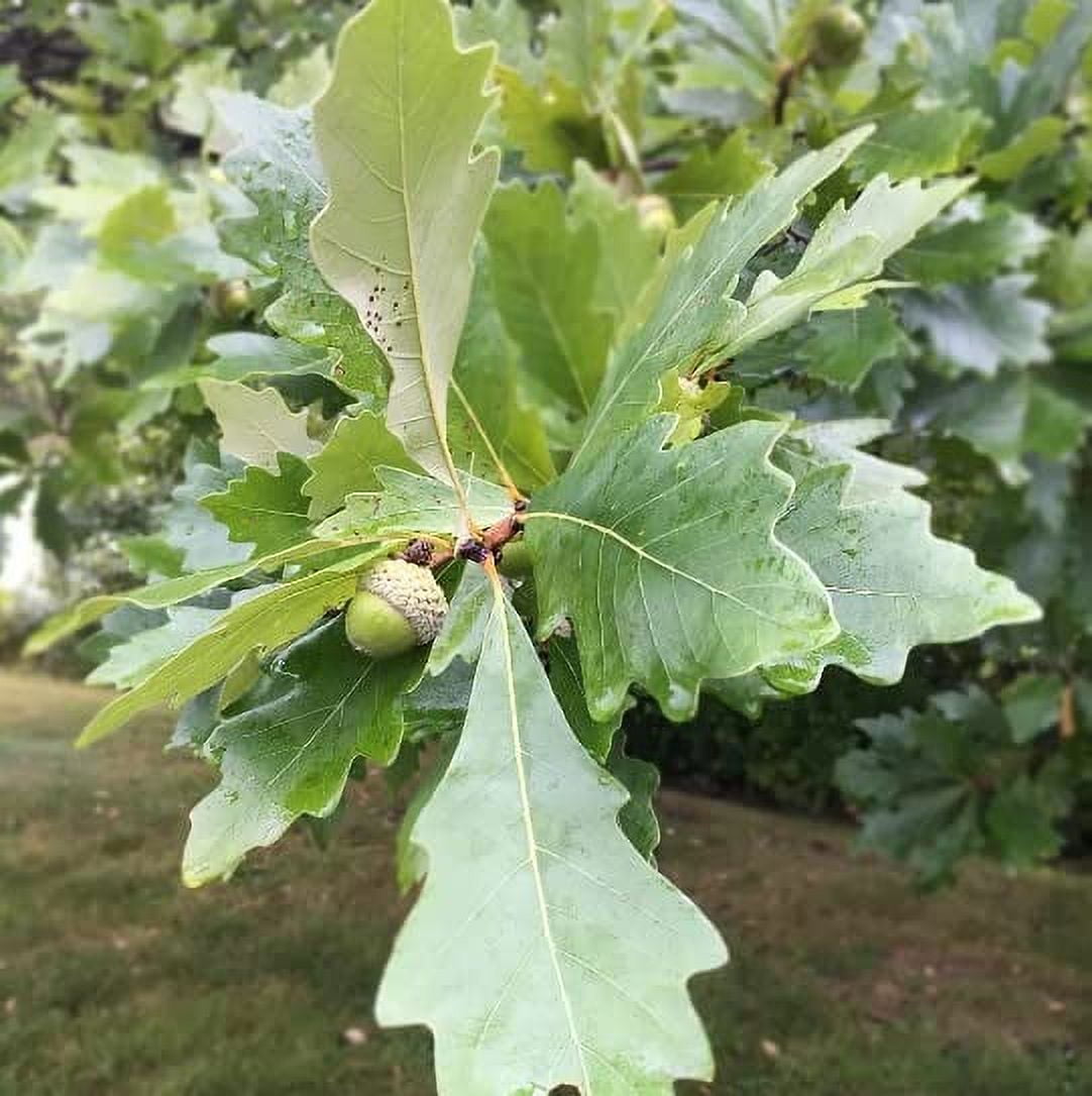 Swamp White Oak Tree Seedlings for Planting Live Tree Seedlings