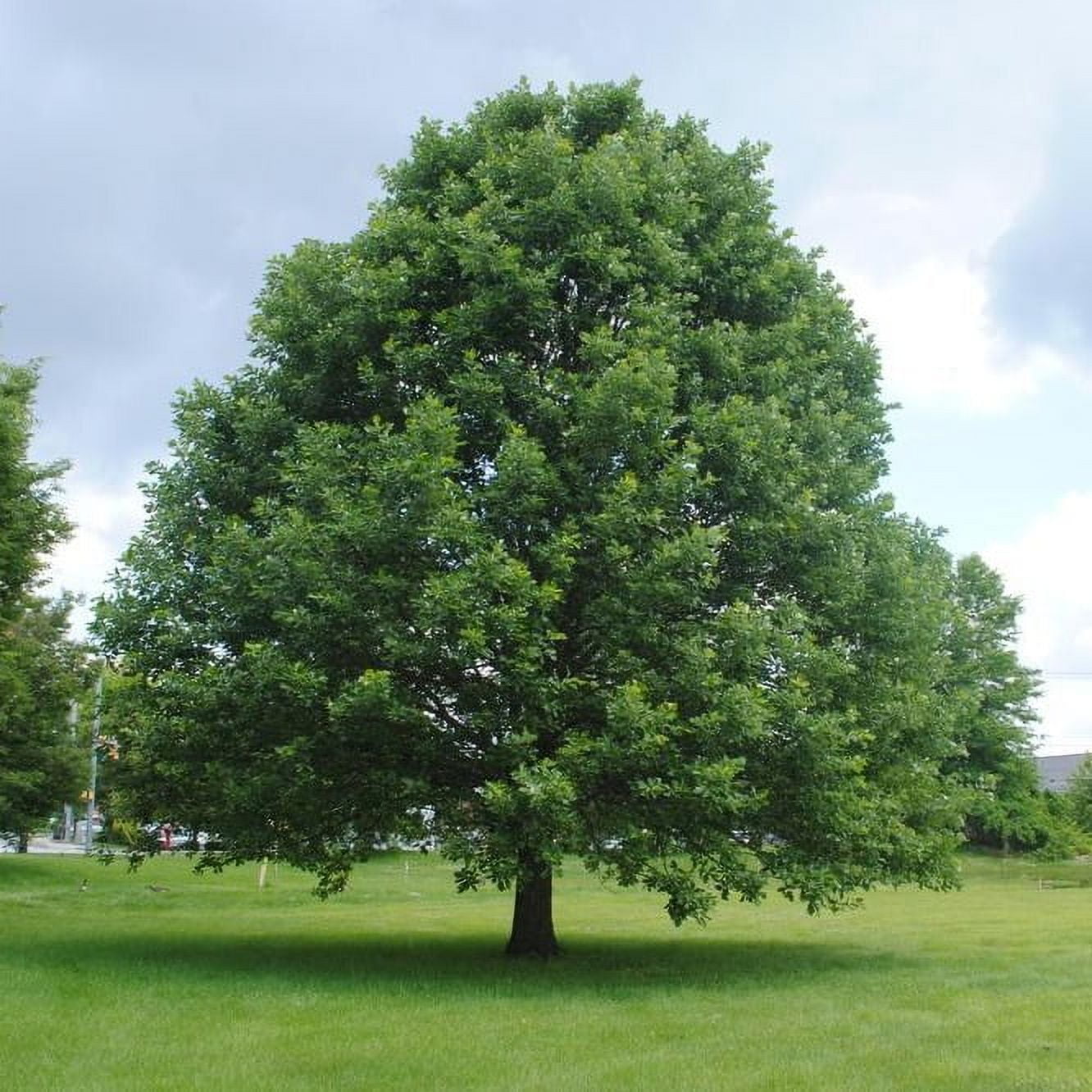 Large Outdoor Landscaping Swamp White Oak Tree 23 Feet Tall 1
