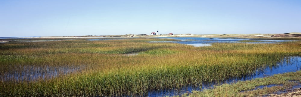 Swamp with lighthouse in the background Race Point Light Provincetown Cape Cod Barnstable County Massachusetts USA Canvas Art - Panoramic Images (6 x 18)