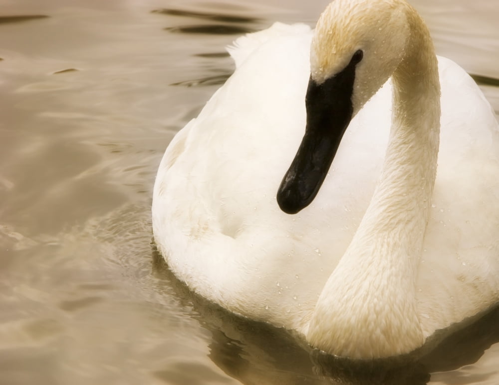 Swan Canvas Art - Chris and Kate Knorr Design Pics (17 x 13)