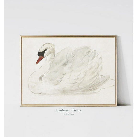 Swan Drawing, Vintage Girl Nursery Wall Art, Antique Swan, Girls Room Print, White Swan Print, Still life Wall Art, Poster, Unframed Poster Size 16x24