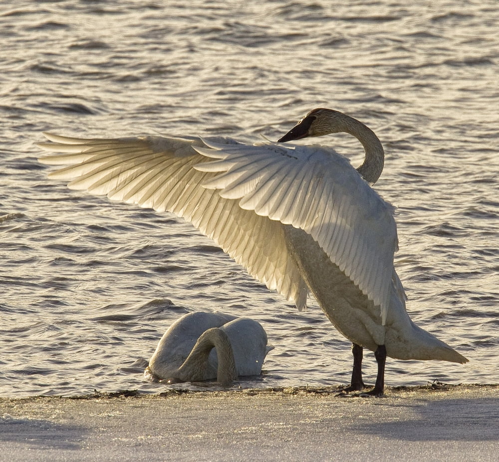 Swan Fanning Its Wings On The Ice Along The Tagish River Yukon Canvas Art - Robert Postma Design Pics (28 x 26)